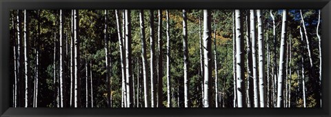 Framed White Aspen Tree Trunks CO USA Print