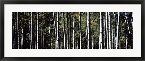 Framed White Aspen Tree Trunks CO USA Print