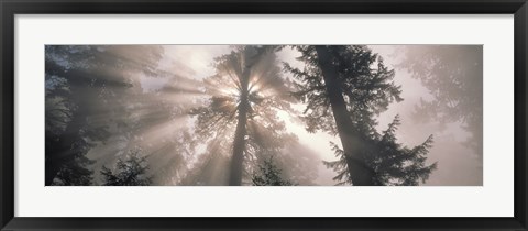 Framed Trees Redwood National Park, California, USA Print