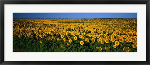 Framed Field of Sunflowers ND USA Print