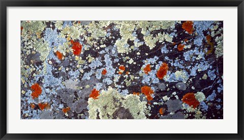 Framed Lichens on Rock CO USA Print