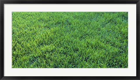 Framed Grass Sacramento CA USA Print