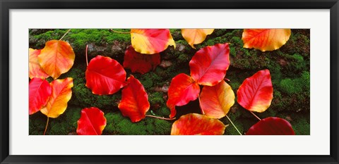 Framed Fall Leaves Sacramento CA USA Print