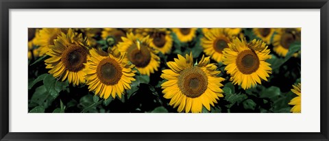 Framed Sunflowers ND USA Print