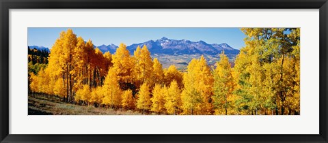 Framed Fall Aspen Trees Telluride CO Print