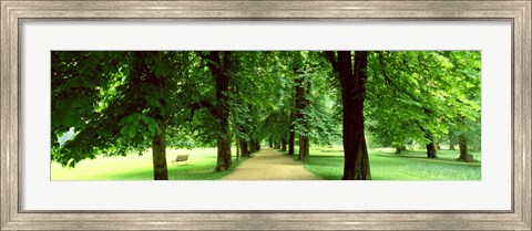 Framed Trees Salzburg Austria Print