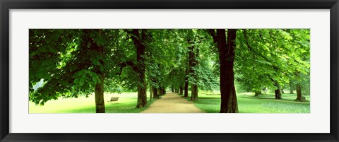 Framed Trees Salzburg Austria Print