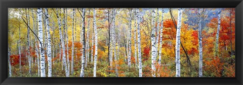 Framed Fall Trees, Shinhodaka, Gifu, Japan Print