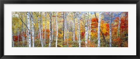 Framed Fall Trees, Shinhodaka, Gifu, Japan Print