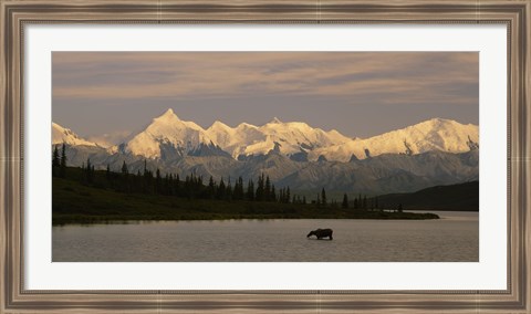 Framed Moose standing on a frozen lake, Wonder Lake, Denali National Park, Alaska, USA Print