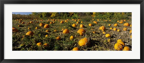 Framed Field of ripe pumpkins, Kent County, Michigan, USA Print