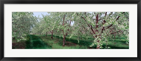 Framed View of spring blossoms on cherry trees Print