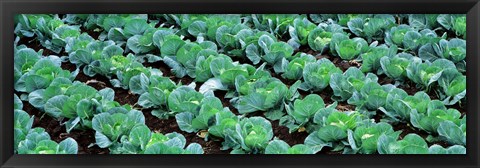 Framed Cabbage, Yamhill Co, Oregon, USA Print