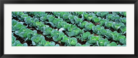 Framed Cabbage, Yamhill Co, Oregon, USA Print