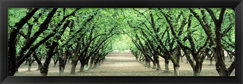 Framed Hazel Nut Orchard, Dayton, Oregon, USA Print