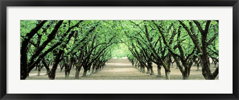 Framed Hazel Nut Orchard, Dayton, Oregon, USA Print