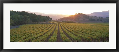 Framed Sunset, Vineyard, Napa Valley, California, USA Print