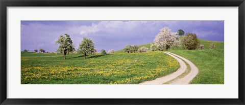 Framed Meadow Of Dandelions, Zug, Switzerland Print