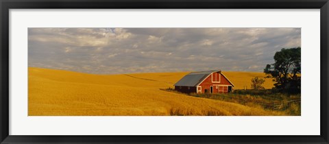 Framed Barn in a wheat field, Palouse, Washington State, USA Print