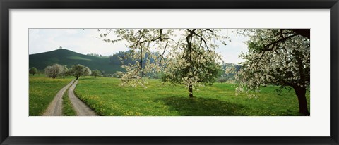 Framed Dirt Road Through Meadow Of Dandelions, Zug, Switzerland Print