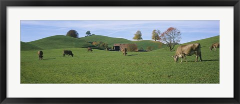 Framed Cows grazing on a field, Canton Of Zug, Switzerland Print