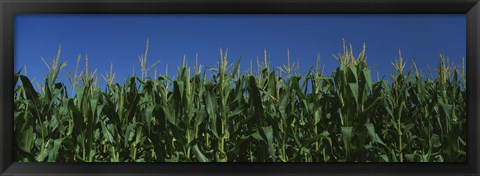 Framed Corn crop in a field, New York State, USA Print