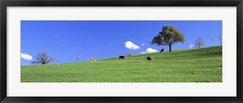 Framed Cows, Canton Zug, Switzerland Print