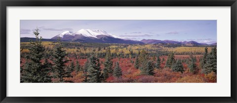 Framed Canada, Yukon Territory, View of pines trees in a valley Print