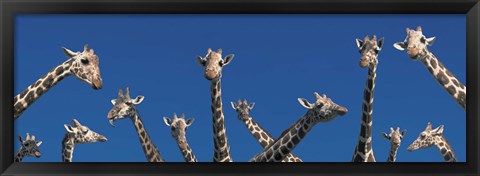 Framed Curious Giraffes (concept) Kenya Africa Print