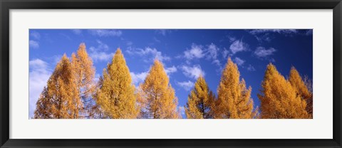 Framed Lark Trees, Switzerland Print