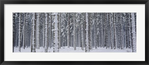 Framed Snow covered trees in a forest, Austria Print