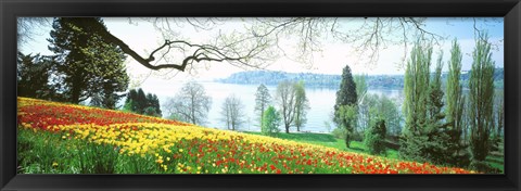 Framed Lake Constance, Insel Mainau, Germany Print