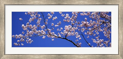 Framed Cherry Blossoms Washington DC Print