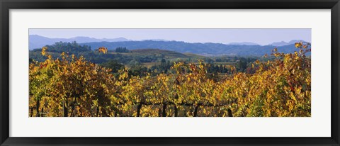 Framed High Angle View Of A Field, Alexander Valley, Napa, California, USA Print