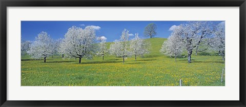 Framed View Of Blossoms On Cherry Trees, Zug, Switzerland Print