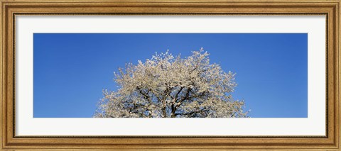 Framed Cherry Blossoms, Switzerland Print