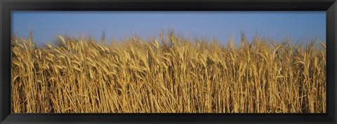 Framed Field Of Wheat, France Print