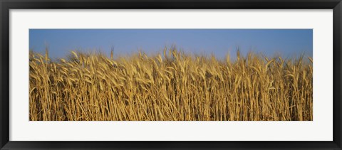 Framed Field Of Wheat, France Print