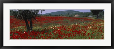 Framed Red poppies in a field, Turkey Print