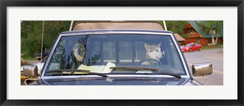 Framed Close-up of two dogs in a pick-up truck, Main Street, Talkeetna, Alaska, USA Print