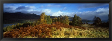 Framed Trees in a field, Loch Tay, Scotland Print