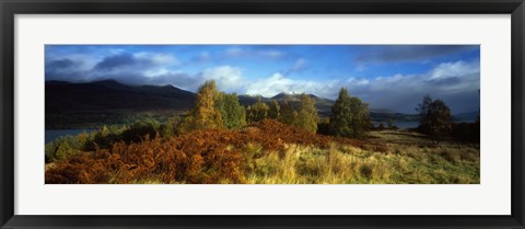 Framed Trees in a field, Loch Tay, Scotland Print