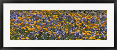 Framed California Golden Poppies (Eschscholzia californica) and Bush Lupines (Lupinus albifrons), Table Mountain, California, USA Print