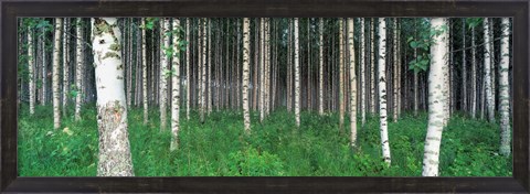 Framed Birch Forest, Punkaharju, Finland Print