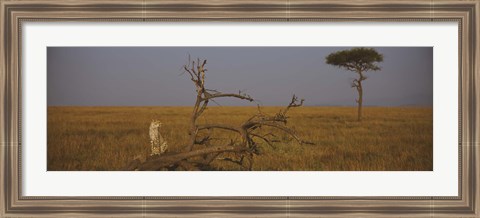 Framed African cheetah (Acinonyx jubatus jubatus) sitting on a fallen tree, Masai Mara National Reserve, Kenya Print