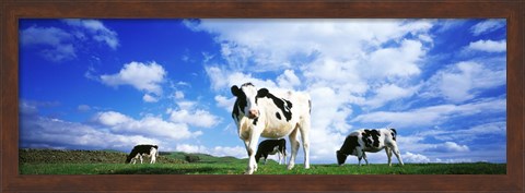 Framed Cows In Field, Lake District, England, United Kingdom Print