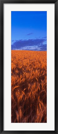 Framed Wheat Field WA Print