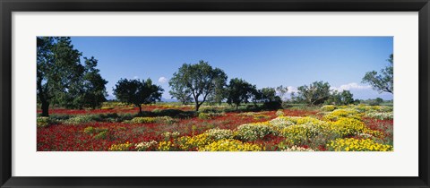 Framed Poppy Meadow with Almond Trees, Majorca, Spain Print