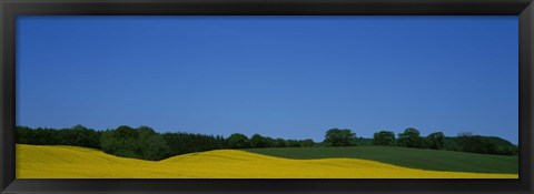 Framed Trees on a rape field, Germany Print