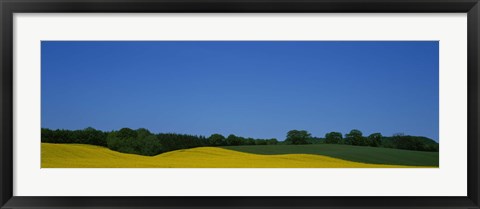 Framed Trees on a rape field, Germany Print